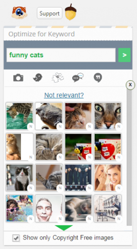 cat pictures